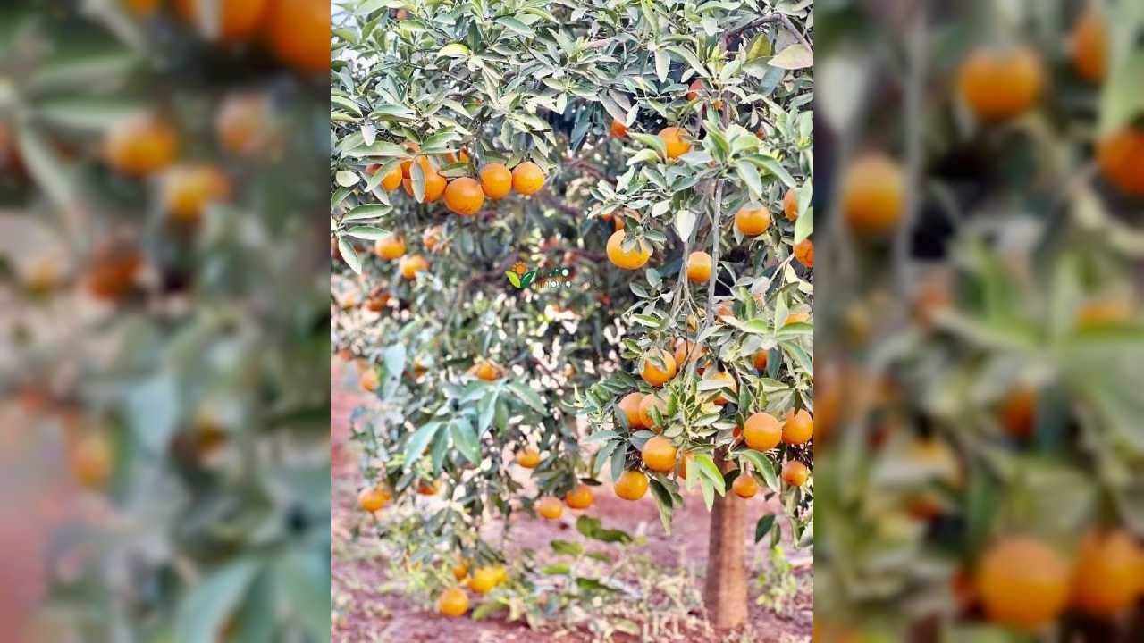 Formation Pratico-pratique sur les Vergers Agrumes